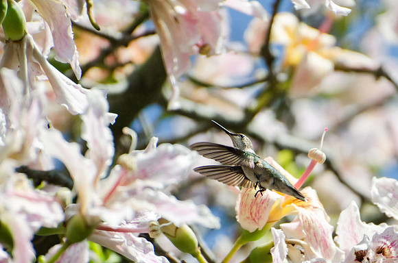 Hummingbird